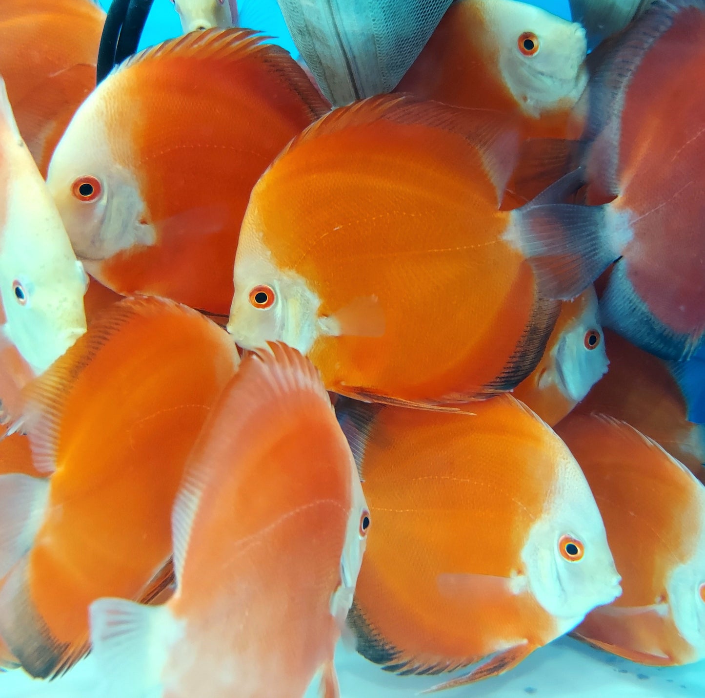 Super Red Melon Discus (Symphysodon aequifasciatus)