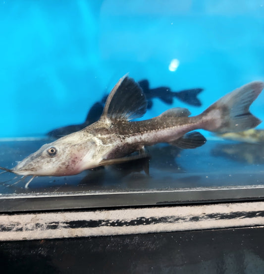 Redtail Ripsaw Catfish (Oxydoras niger)