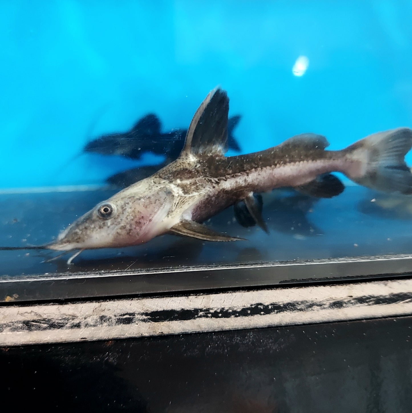 Redtail Ripsaw Catfish (Oxydoras niger)