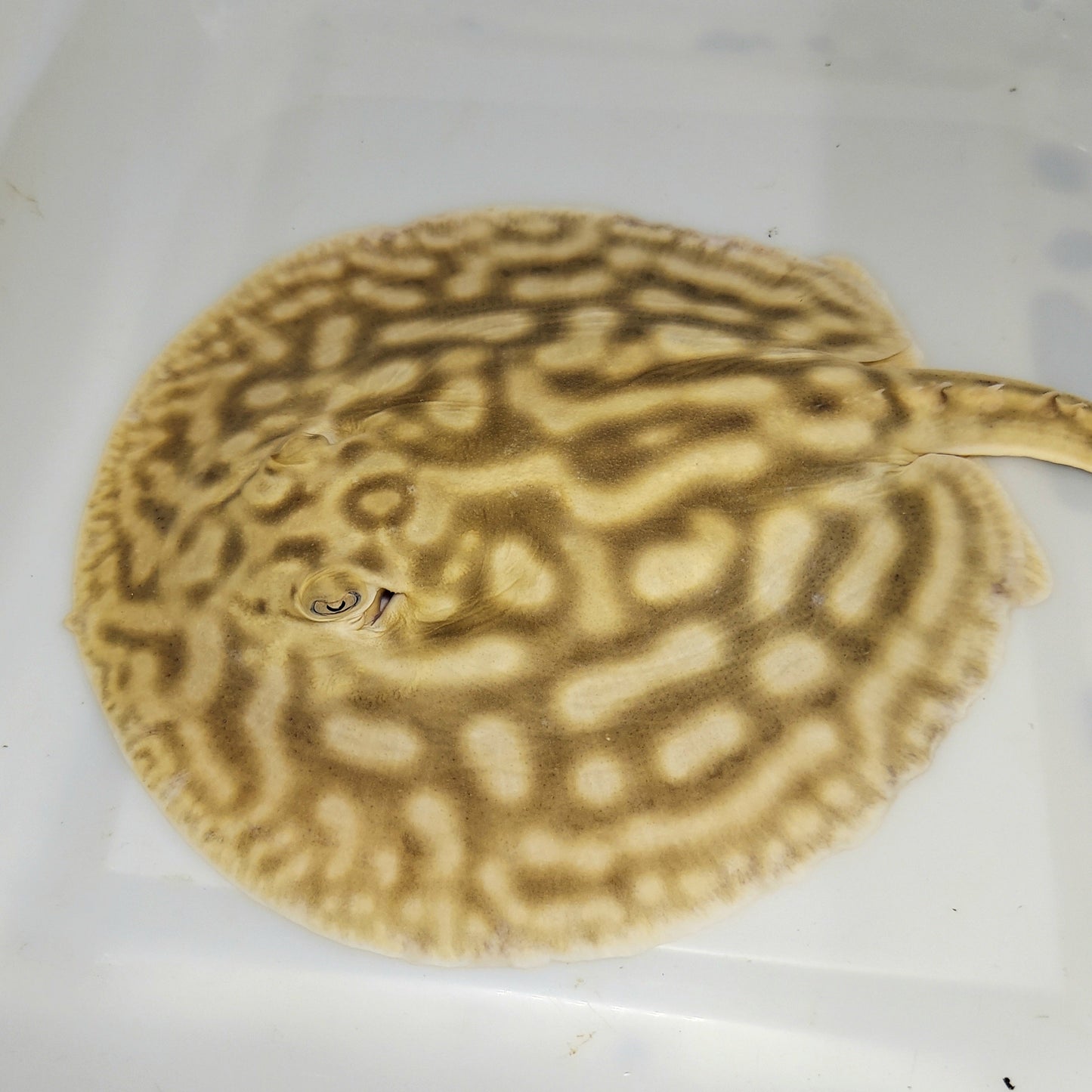 Line Pearl Leucistic Key Freshwater Stingray (Potamotrygon jabuti)