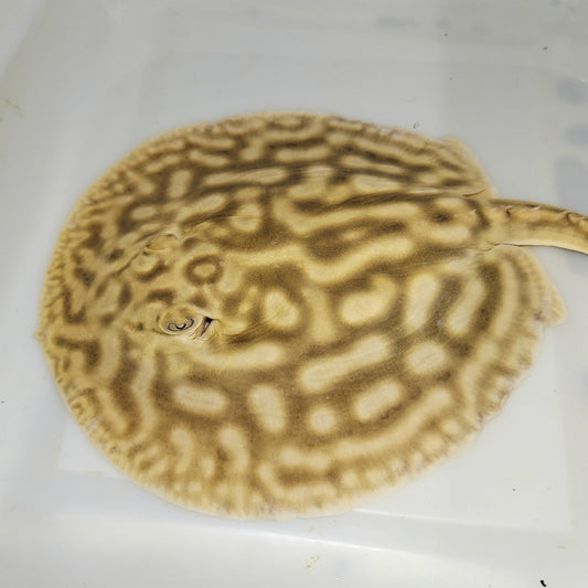 Line Pearl Leucistic Key Freshwater Stingray (Potamotrygon jabuti)