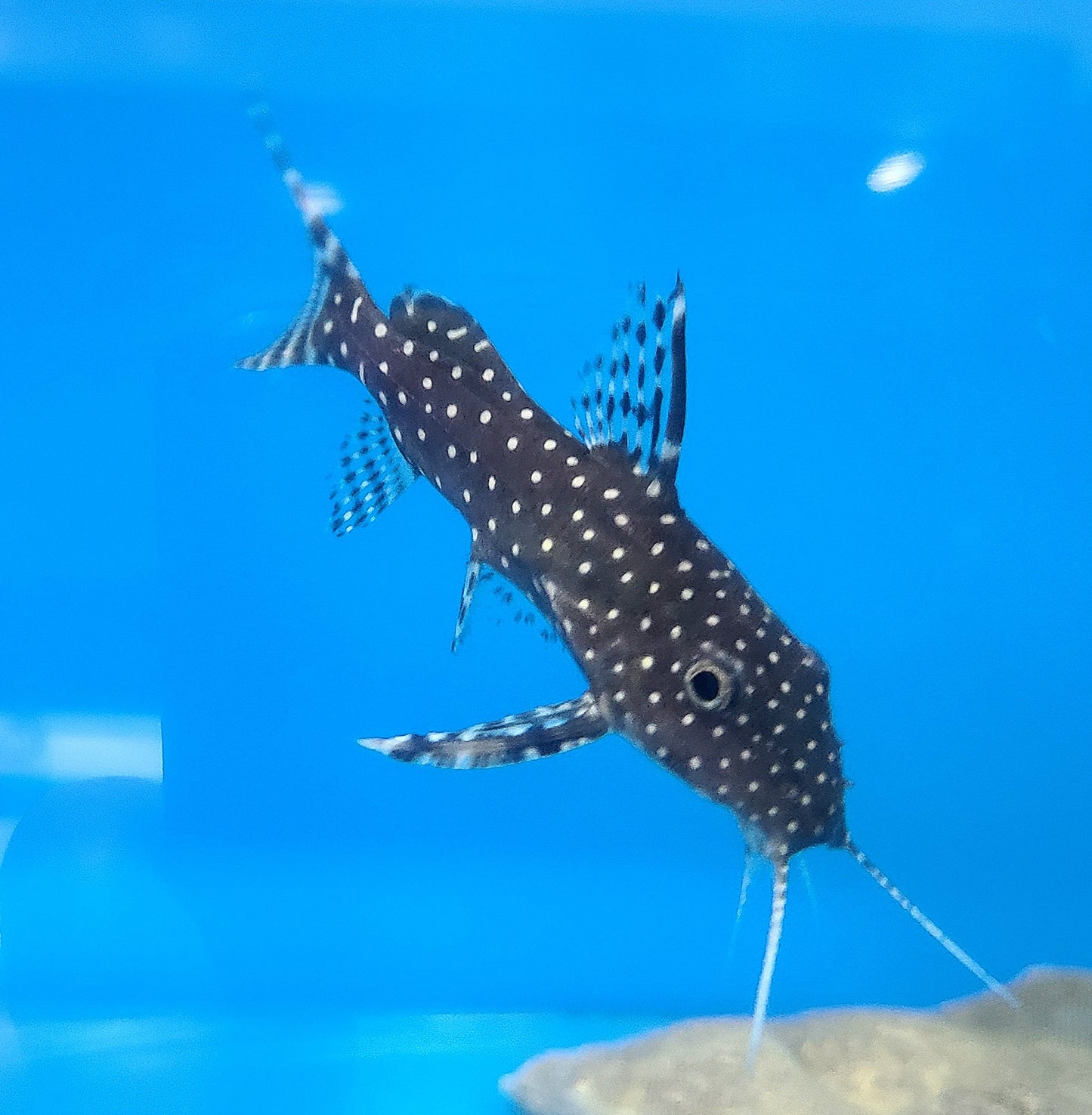 Polkadot Synodontis (Synodontis angelicus)