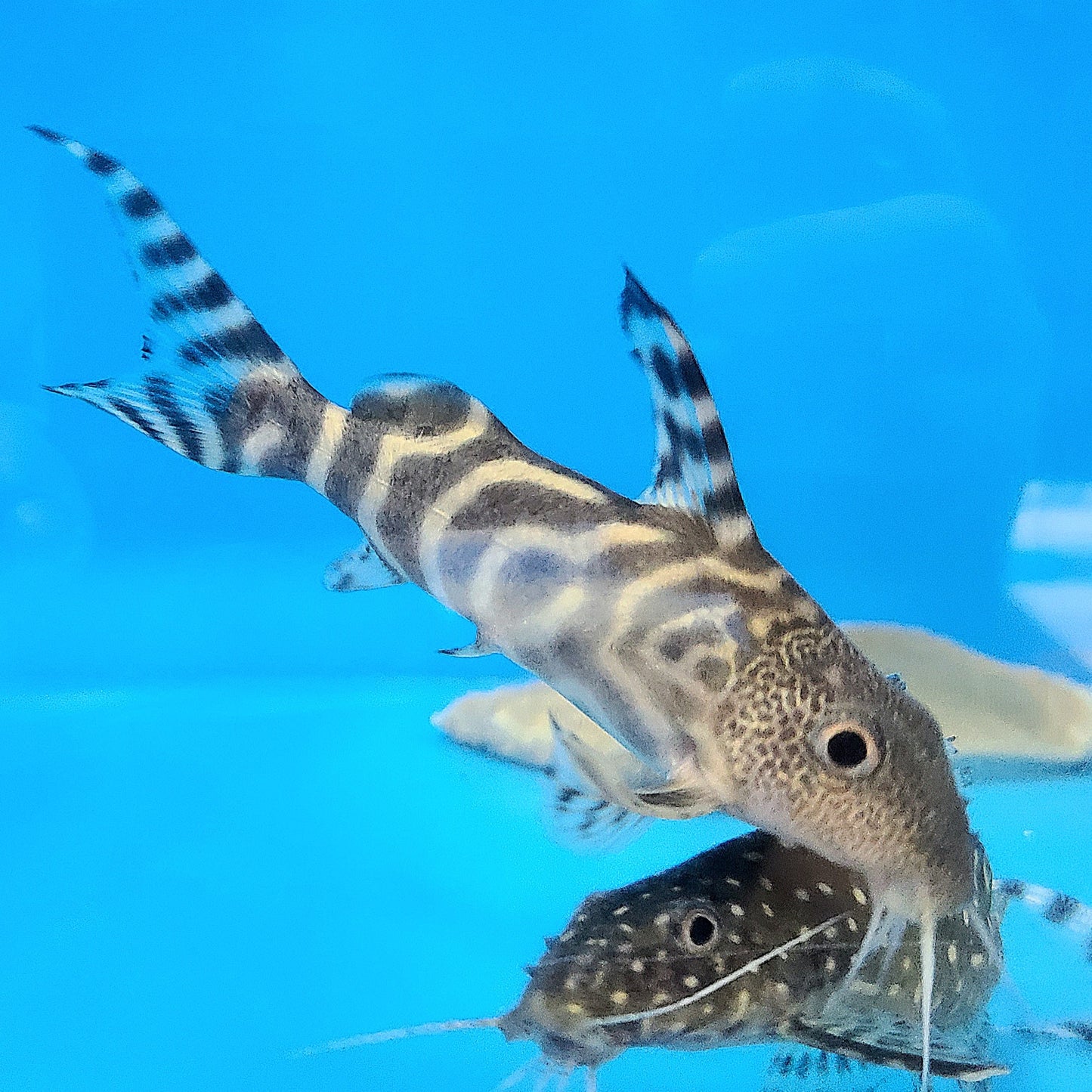 Decorus Angelicus Hybrid Synodontis Catfish (Synodontis decorus)