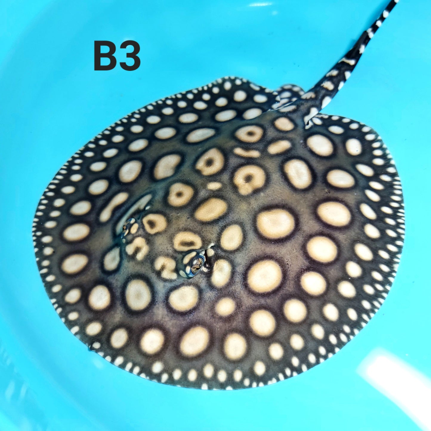 Eclipse Black Diamond Stingray (Potamotrygon leopoldi)
