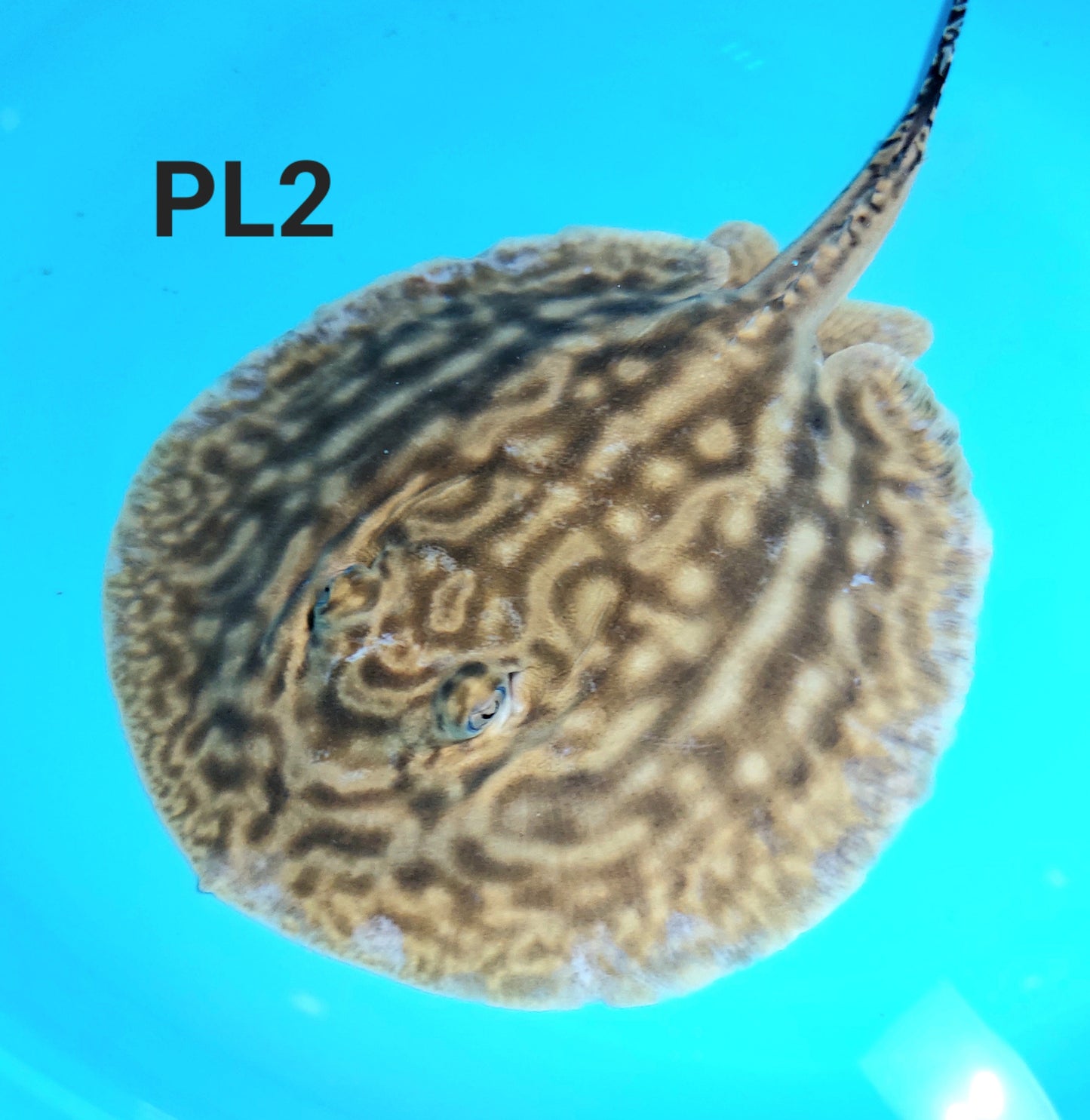 Line Pearl Leucistic Key Freshwater Stingray (Potamotrygon jabuti)