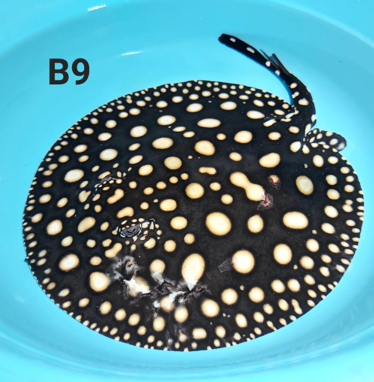Thousand Island Black Diamond Stingray (Potamotrygon leopoldi)