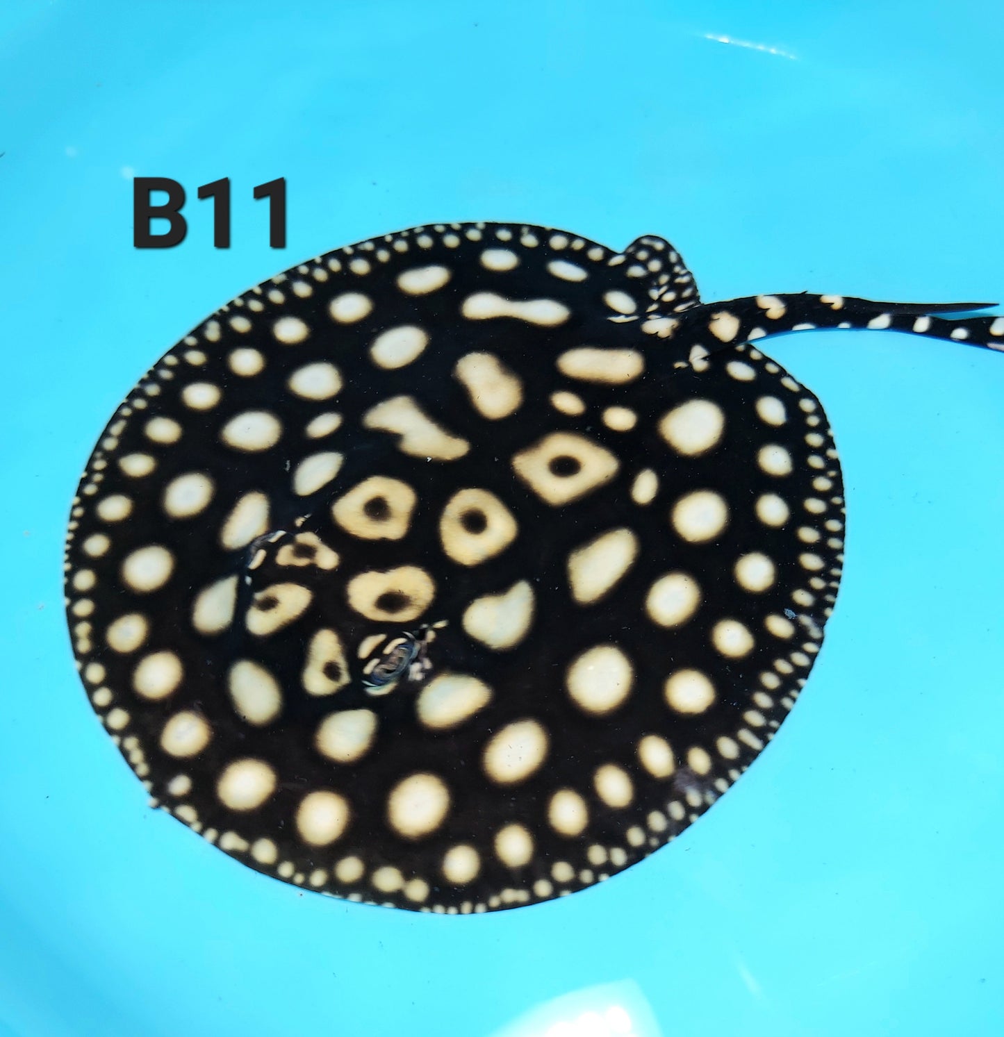 Eclipse Black Diamond Stingray (Potamotrygon leopoldi)