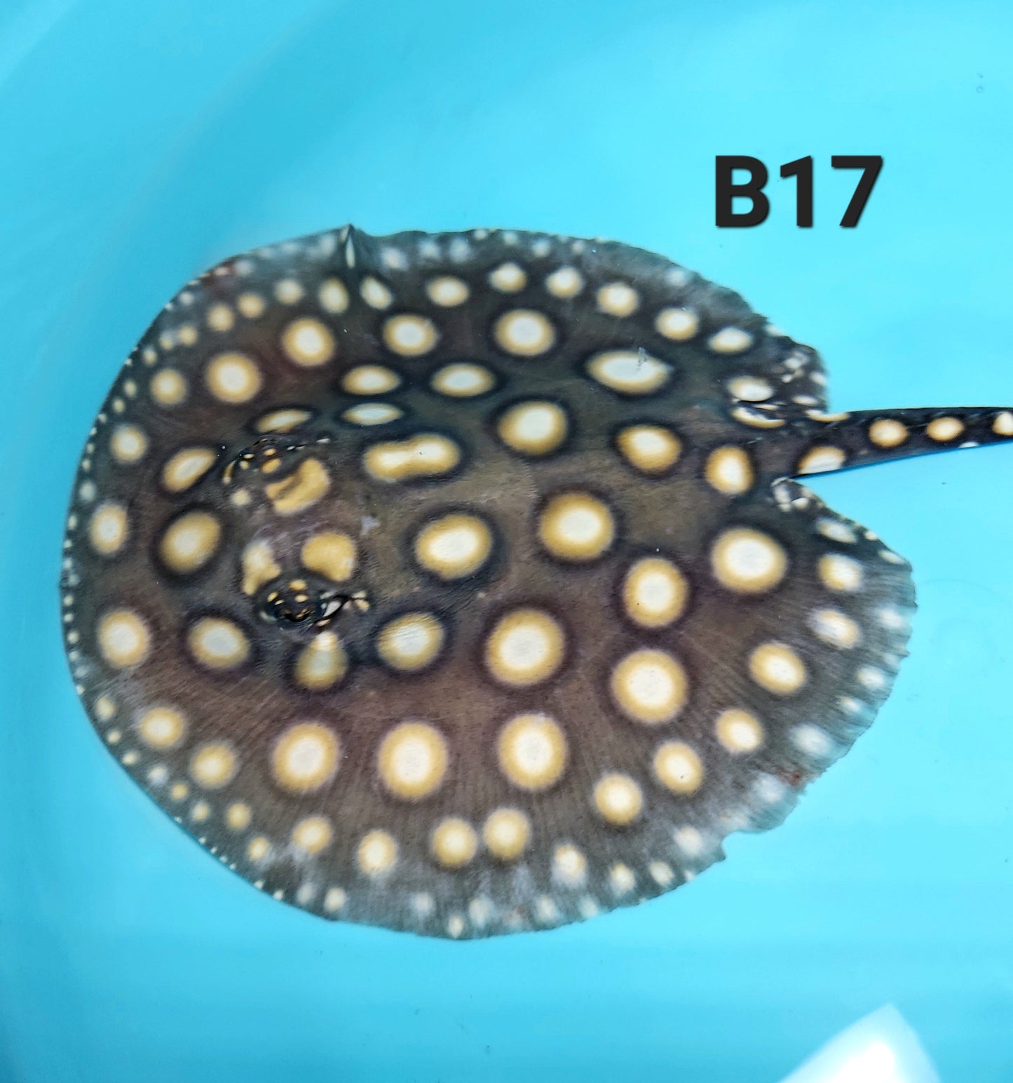 Super White / Super White Cross Big Spot Black Diamond Hybrid Stingray (Potamotrygon leopoldi sp)