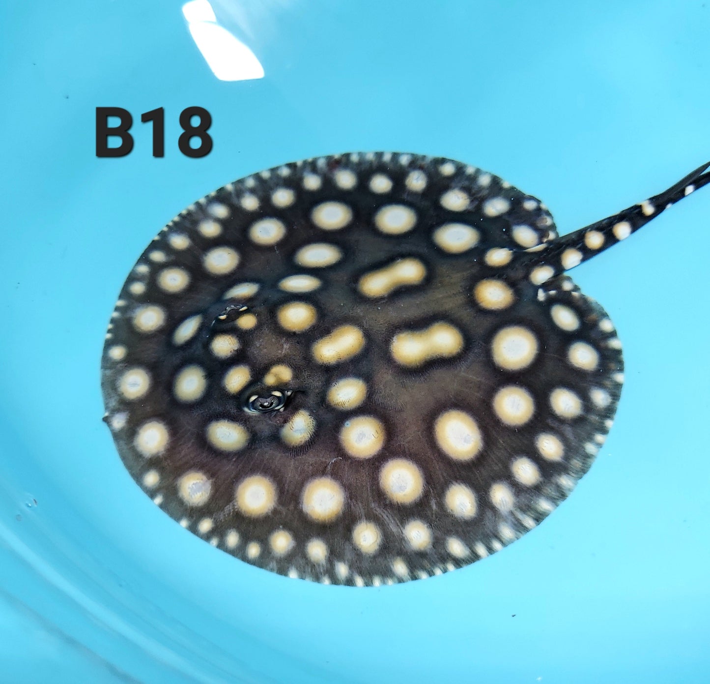 Super White / Super White Cross Big Spot Black Diamond Hybrid Stingray (Potamotrygon leopoldi sp)