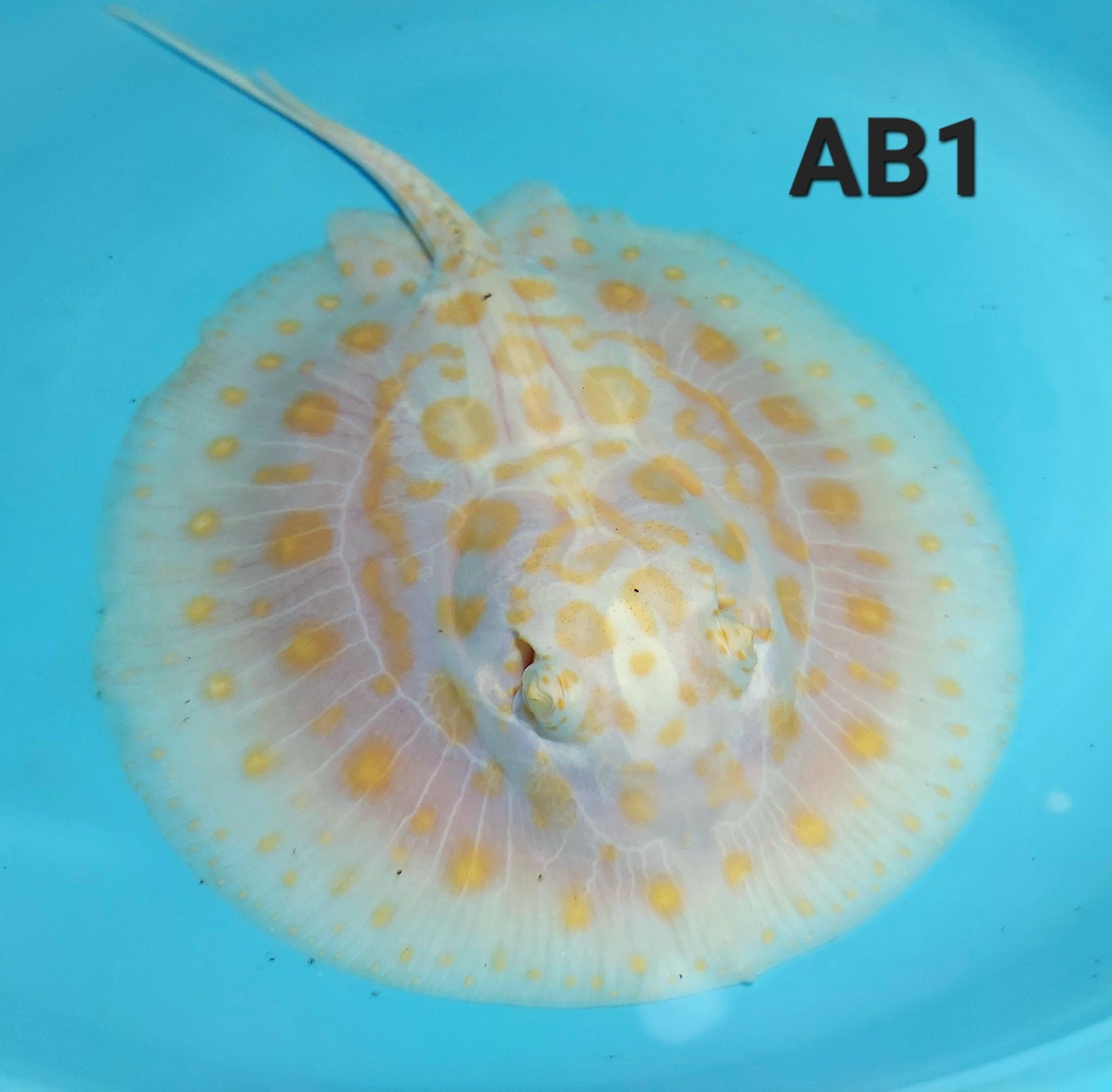 Albino Black Diamond Stingray (Potamotrygon leopoldi)