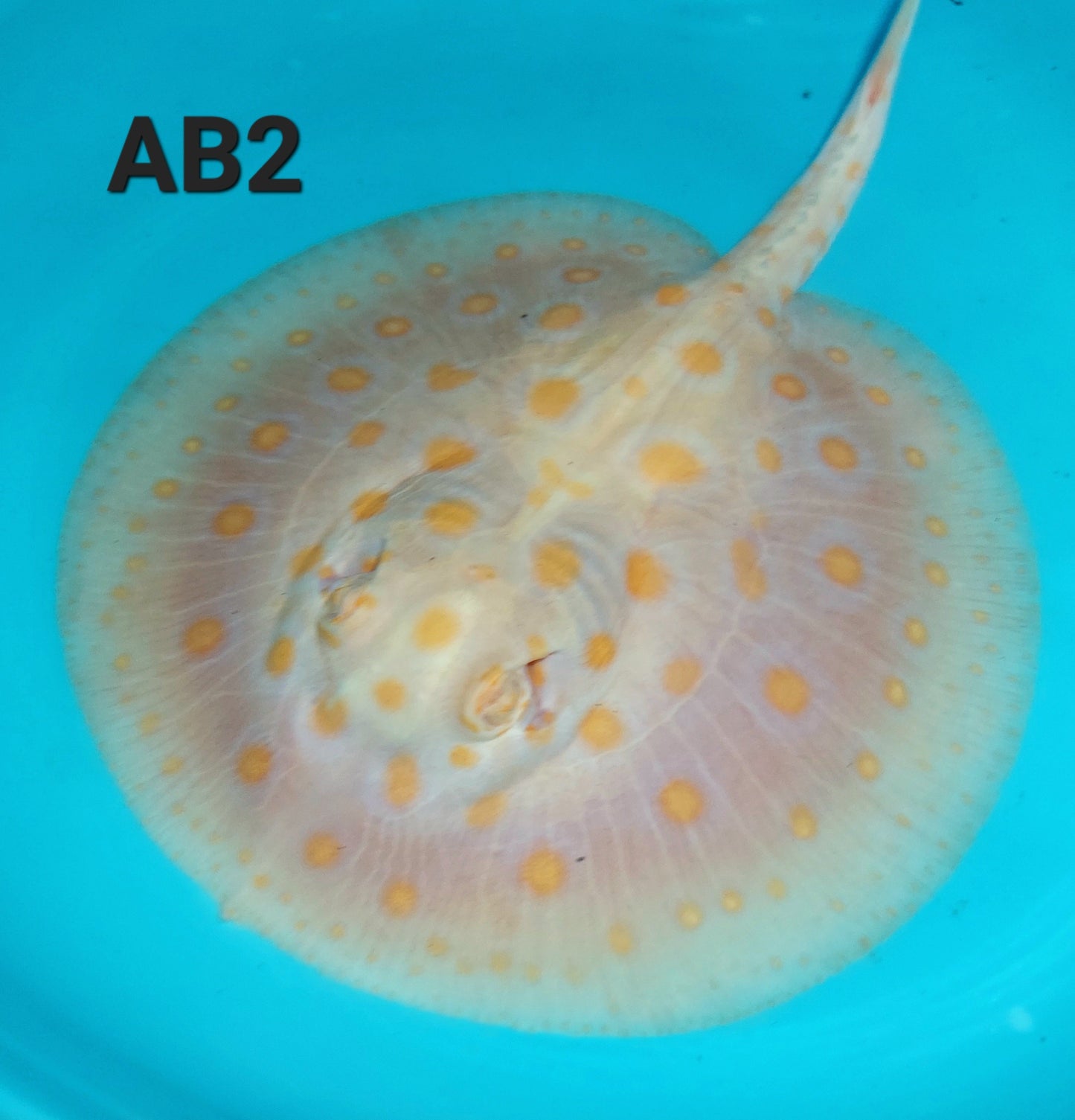 Albino Black Diamond Stingray (Potamotrygon leopoldi)