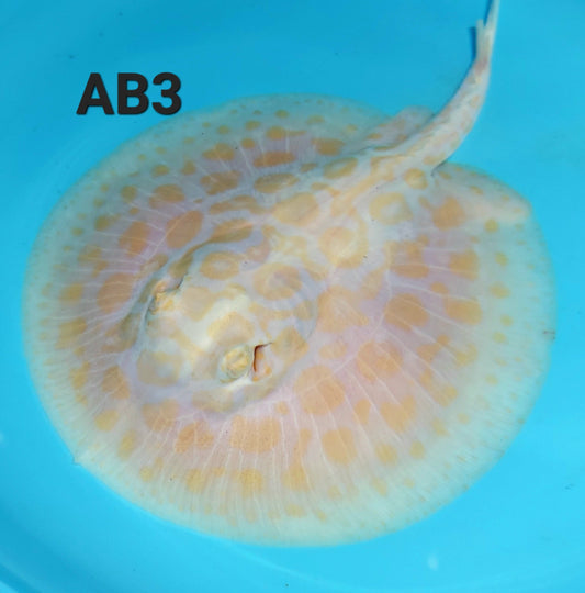 Albino Black Diamond Hybrid Stingray (Potamotrygon leopoldi)