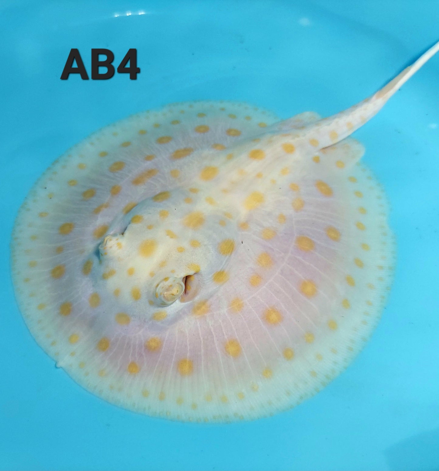 Albino Black Diamond Stingray (Potamotrygon leopoldi)