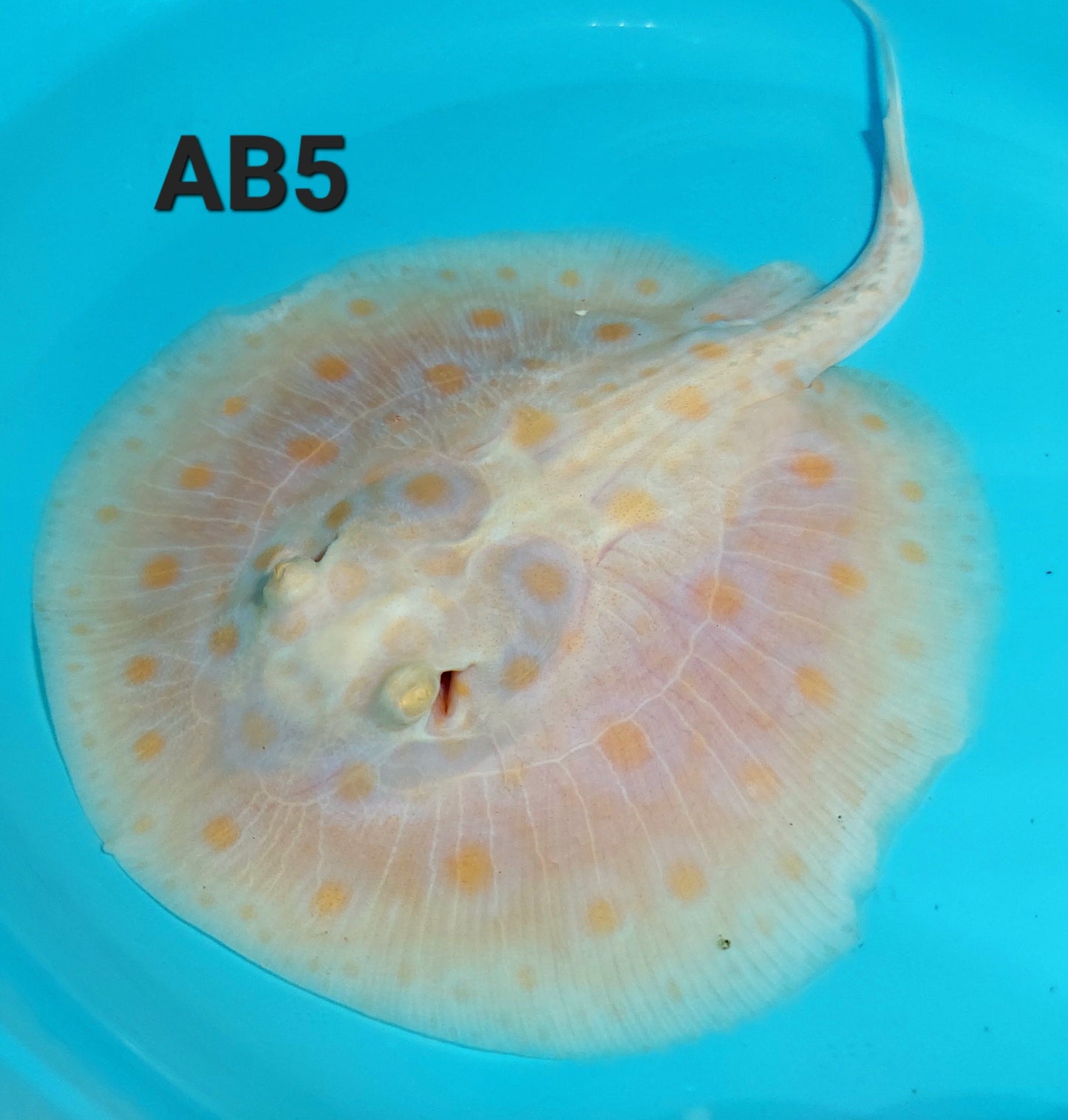 Albino Black Diamond Stingray (Potamotrygon leopoldi)