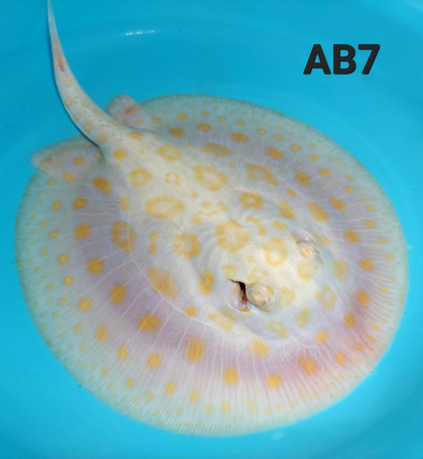 Albino Black Diamond Stingray (Potamotrygon leopoldi)