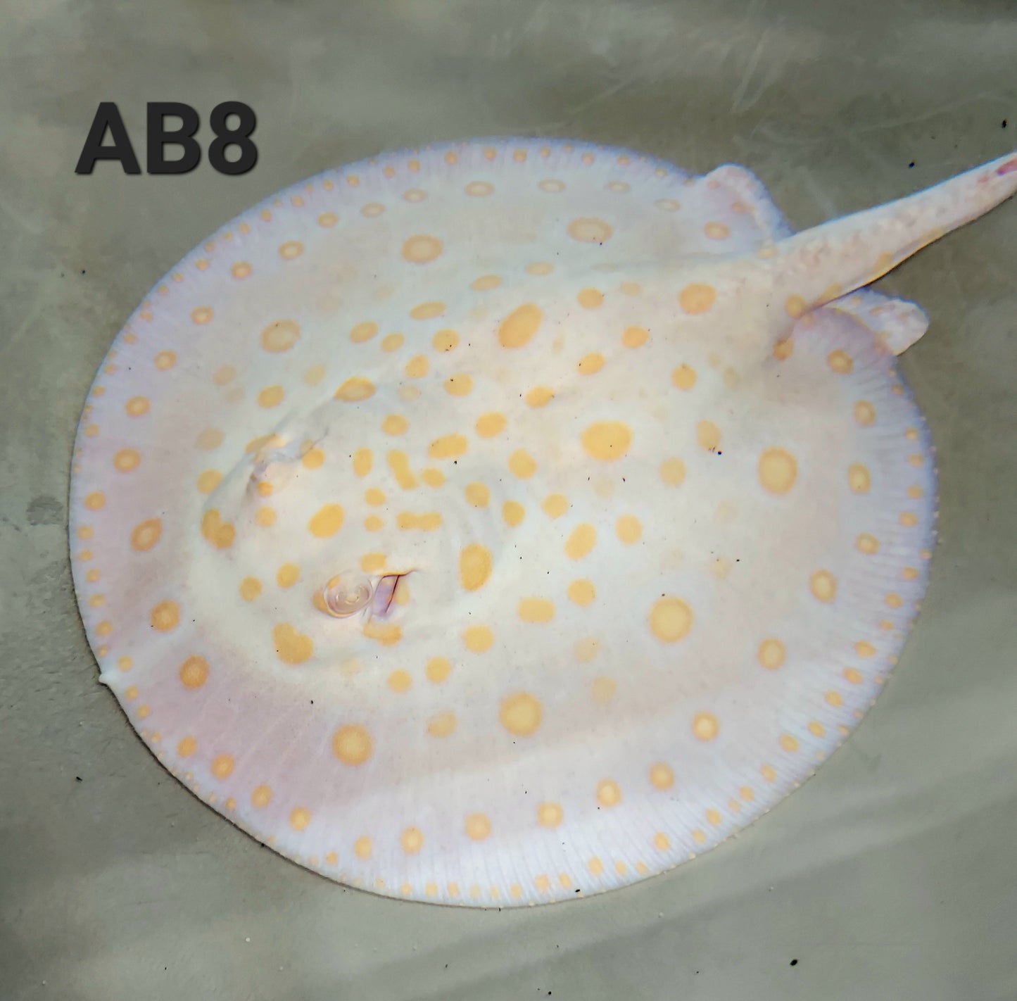 Albino Black Diamond Stingray (Potamotrygon leopoldi)