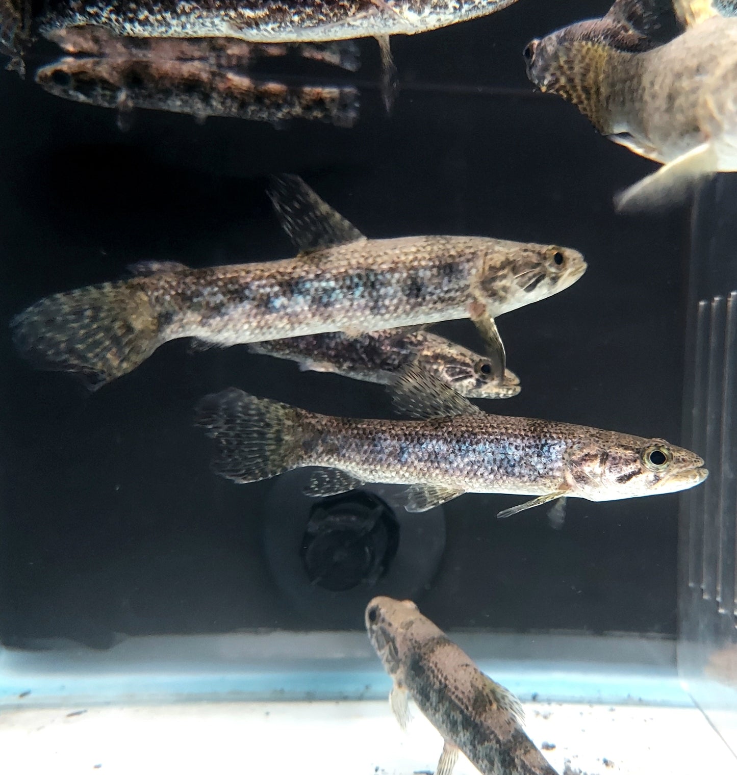 Blue / Green Wolf Fish (Hoplias lacerdae)