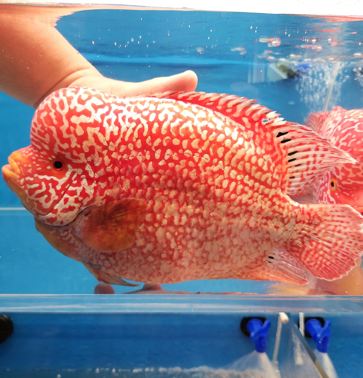 Red Diamond Phoenix Mammon Cichlid (Cichlasoma sp)