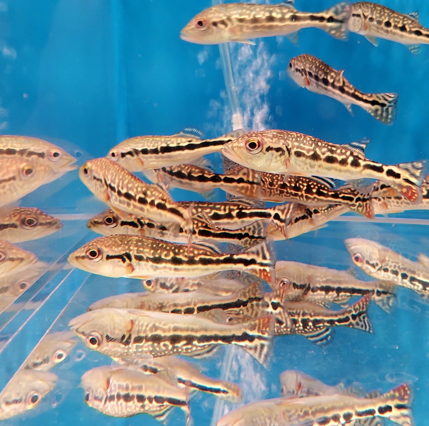 Cobra Snakeskin Peacock Bass (Cichla sp)