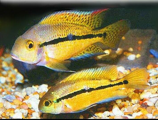 Nicaraguan Cichlid (Hypsophrys nicaraguense)