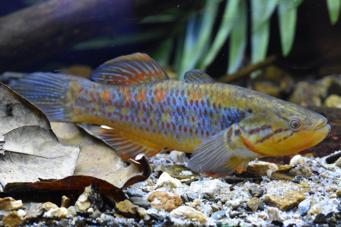 Rainbow Snakehead Gudgeon (Giuris margaritacea)