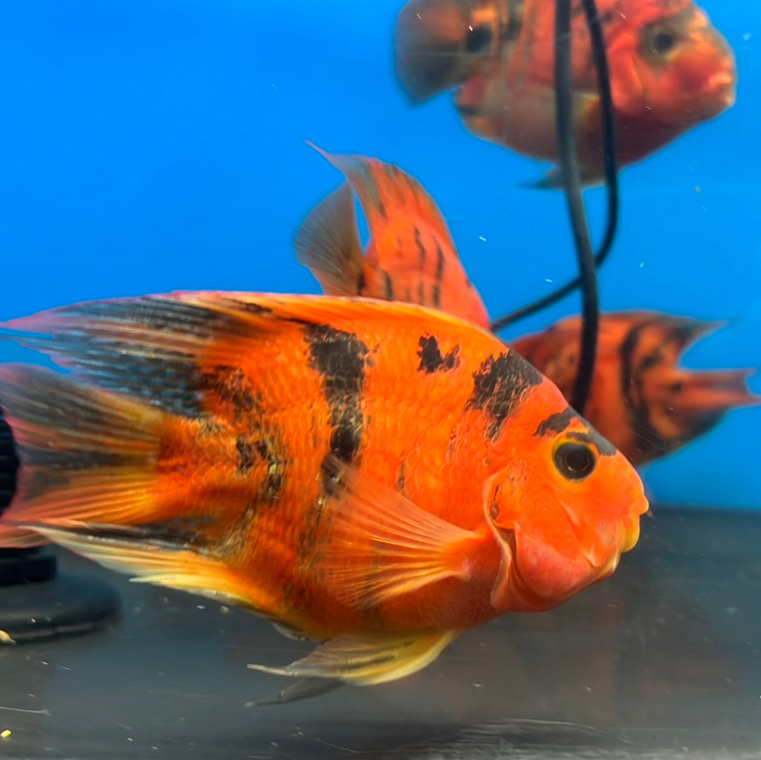 Red Tiger Parrot Cichlid (Cichlasoma  sp)