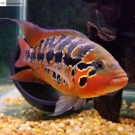 Red Tiger Motaguensis Cichlid (Parachromis motaguensis)
