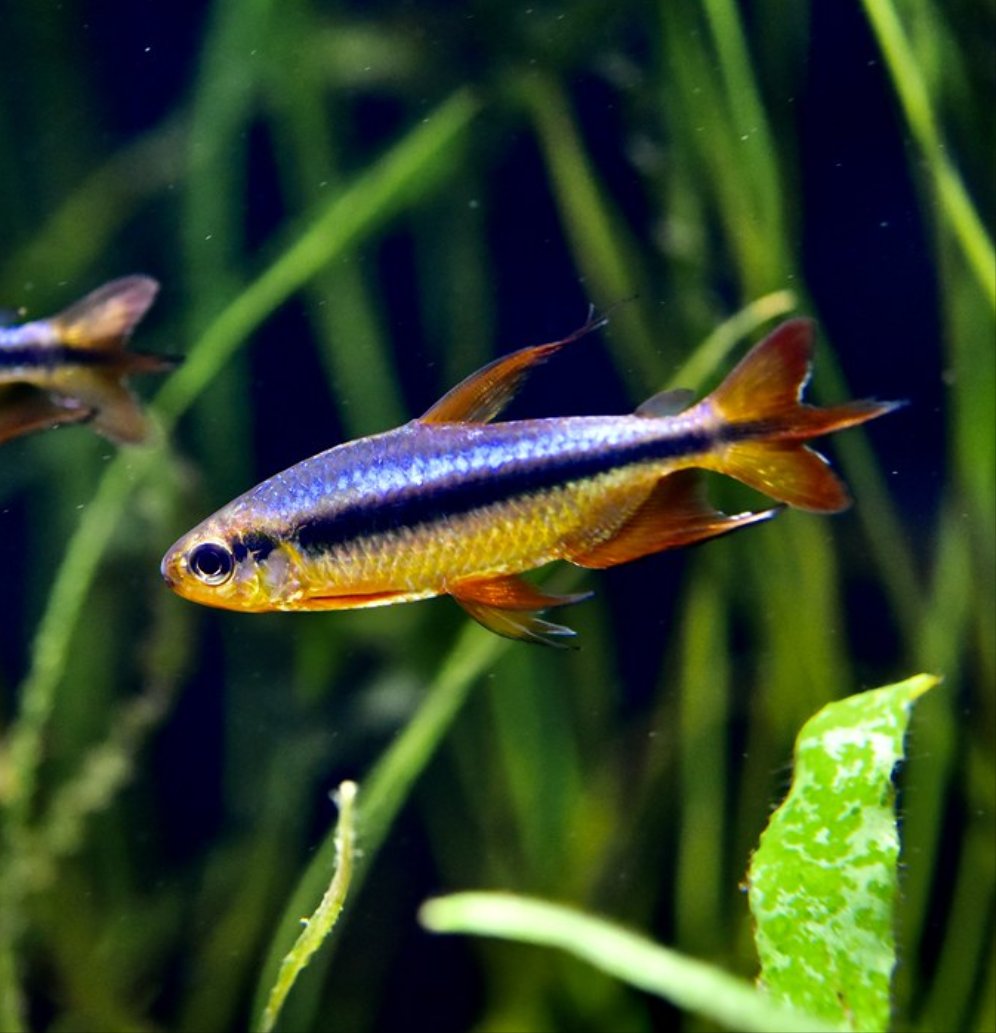 Cherry Red Congo Tetra (Alestopetersius brichardi red / blue)