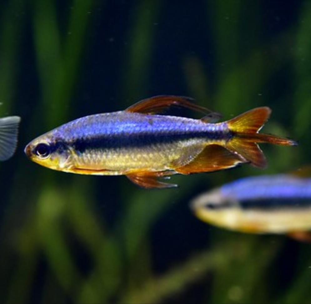 Cherry Red Congo Tetra (Alestopetersius brichardi red / blue)