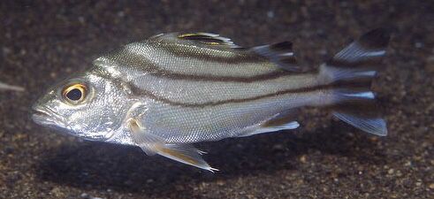 Targetfish (Terapon Jarbua)