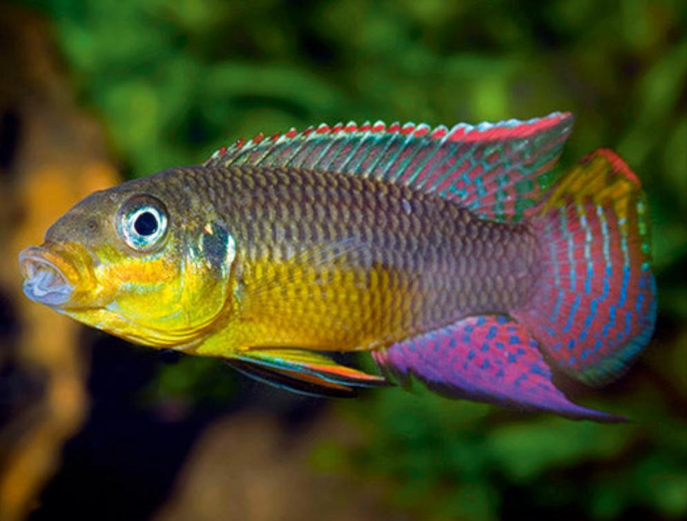 Nigerian Yellow Kribensis Cichlid (Pelvicachromis taeniatus)
