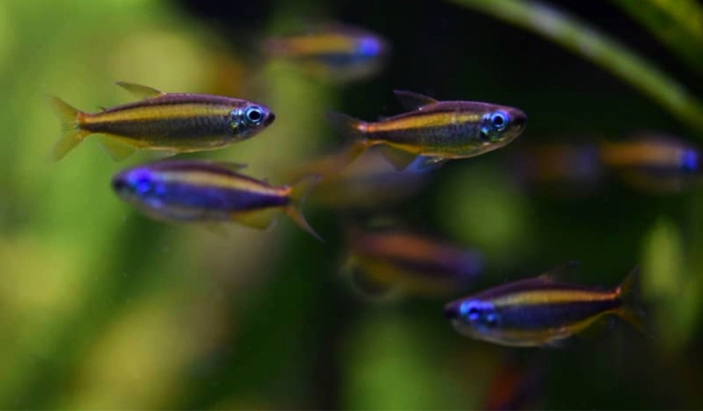 Blue Eyed Golden Congo Tetra (Phenacogrammus aurantiacus)