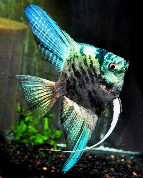 Marble Blue Angelfish (Pterophyllum scalare sp)
