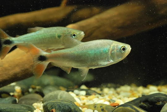 Red Tailed Brycon (Brycon cephalus)