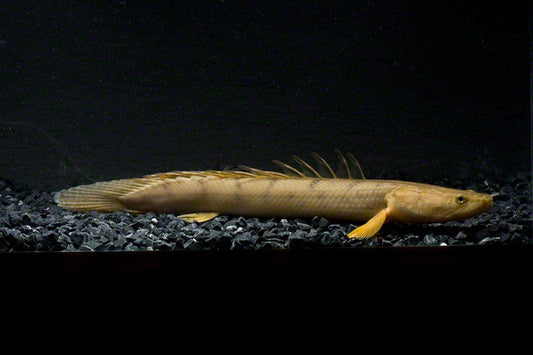Congicus Bichir (Polypterus congicus)