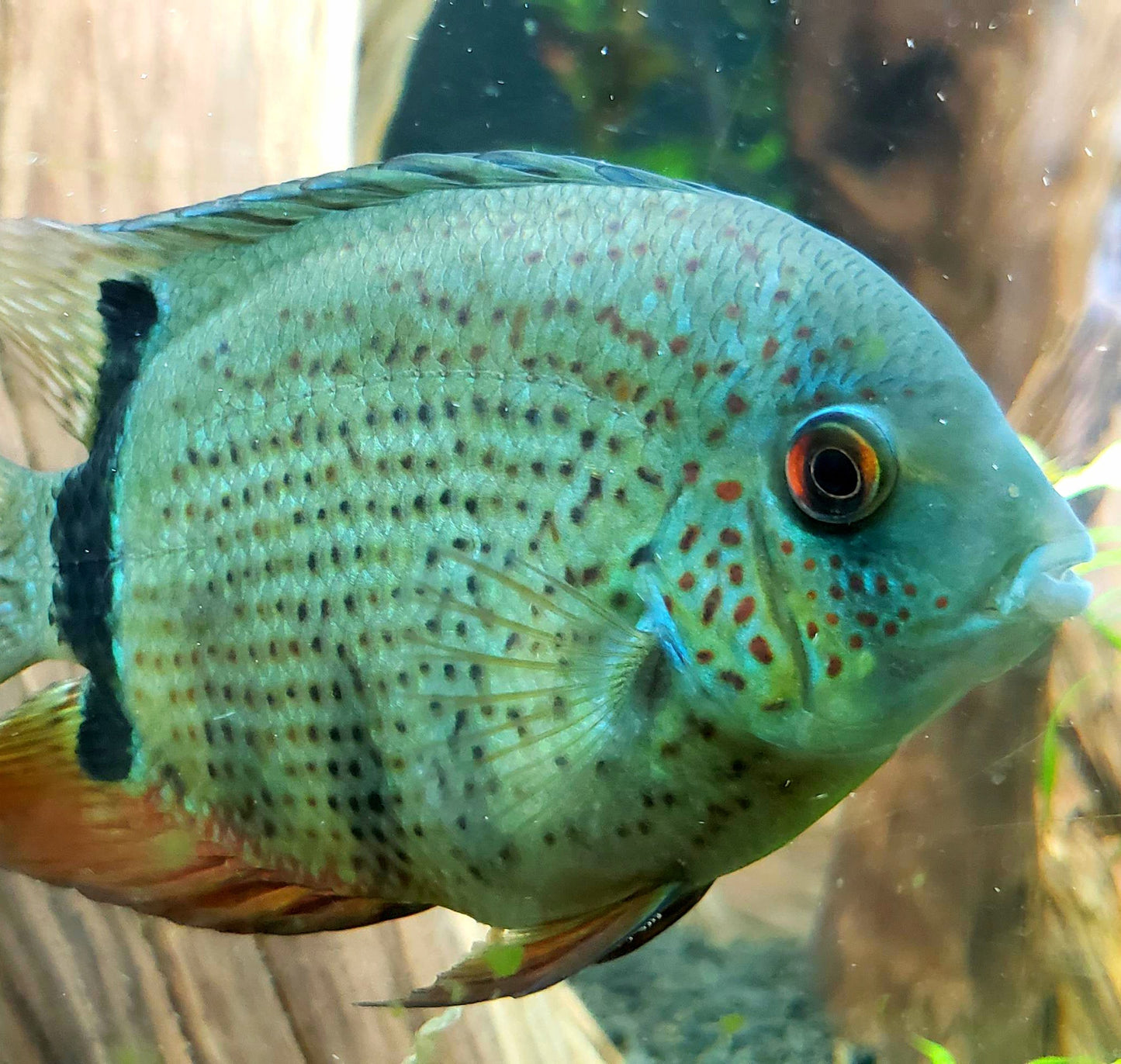 Blue Turquoise Severum (Heros severus)