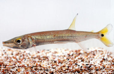 Yellow Tail Barracuda (Acestrorhynchus falcatus)