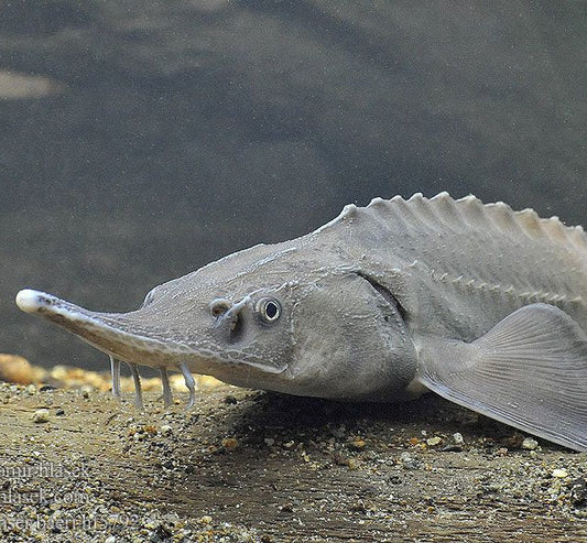 Siberian sturgeon (Acipenser baerii)