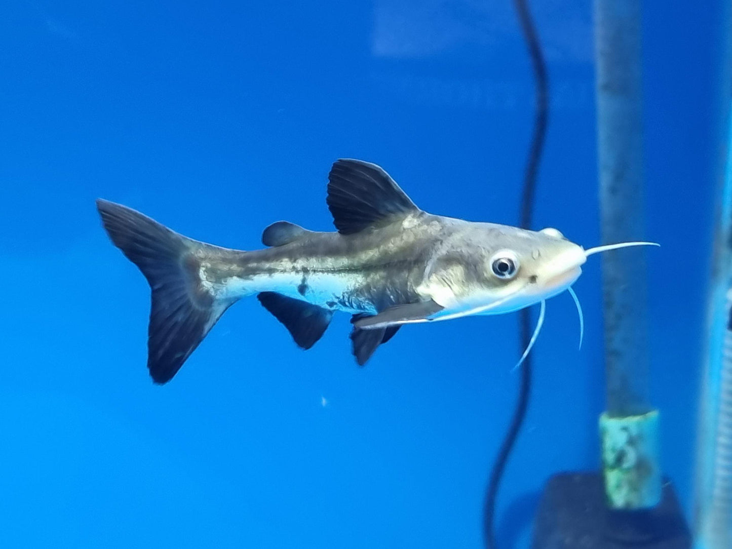 High Fin Redtail Catfish Hybrid (Phractocephalus hemioliopterus sp)