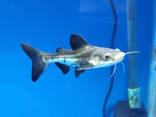 High Fin Redtail Catfish Hybrid (Phractocephalus hemioliopterus sp)