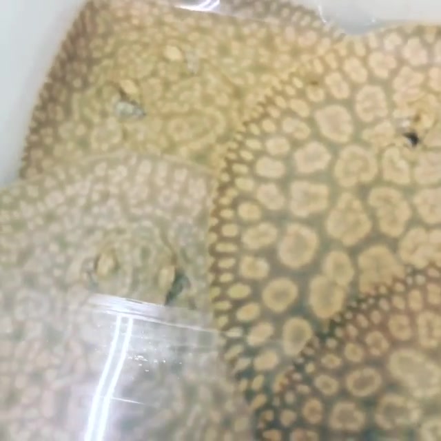 Flower Stingray (Potamotrygon schroederi)