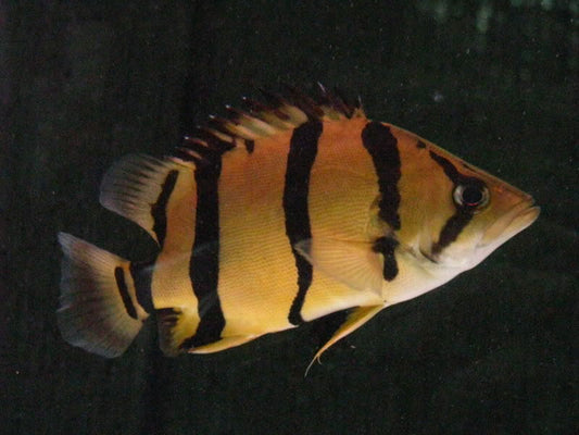NTT Datnoid Tiger Fish (Datnioides undecimradiatus)