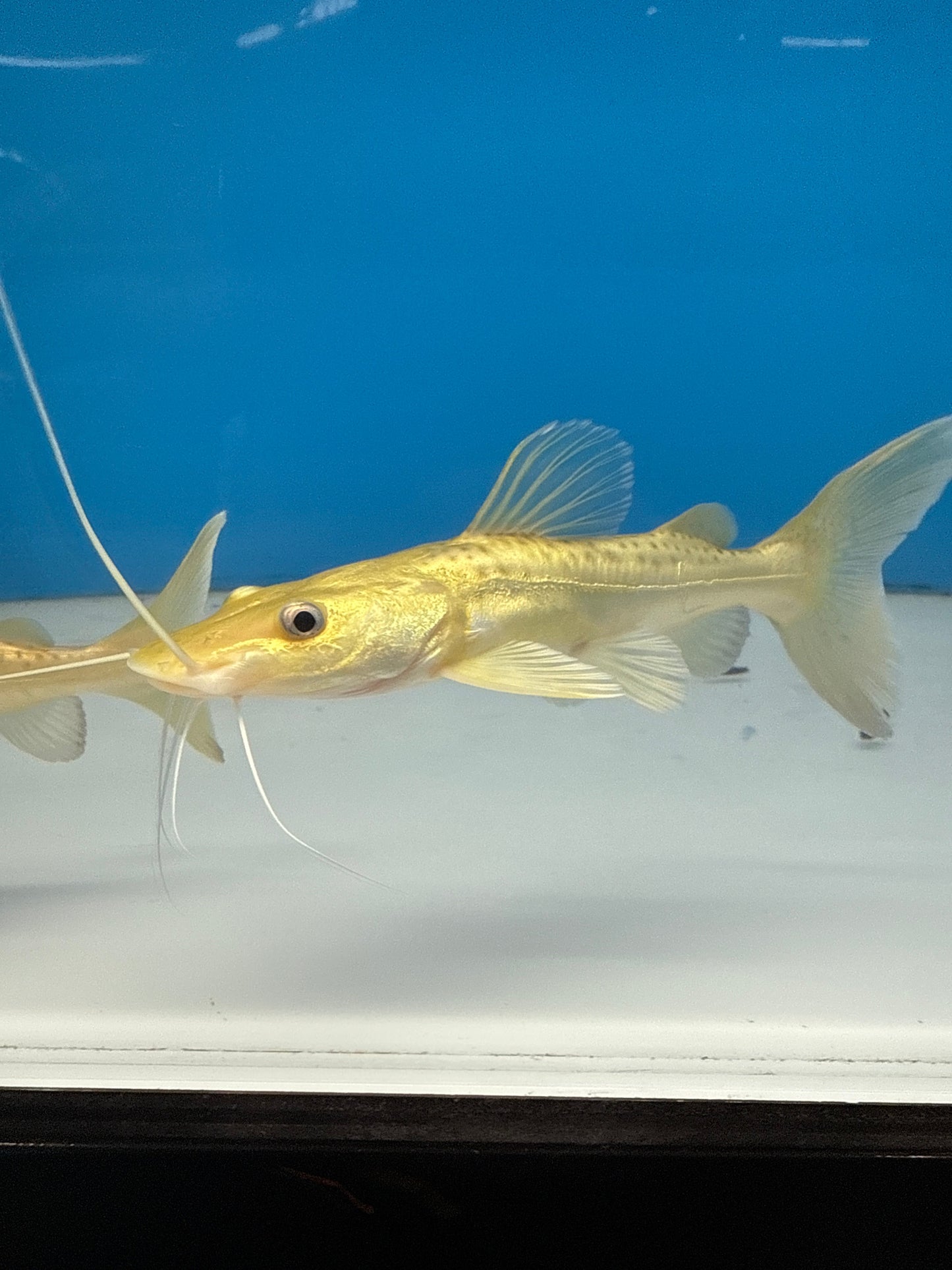 Golden Tiger Shovelnose Redtail Catfish Hybrid