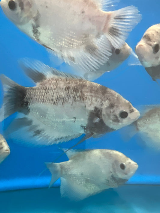 Panda Pearlscale Giant Gourami (Osphronemus goramy)