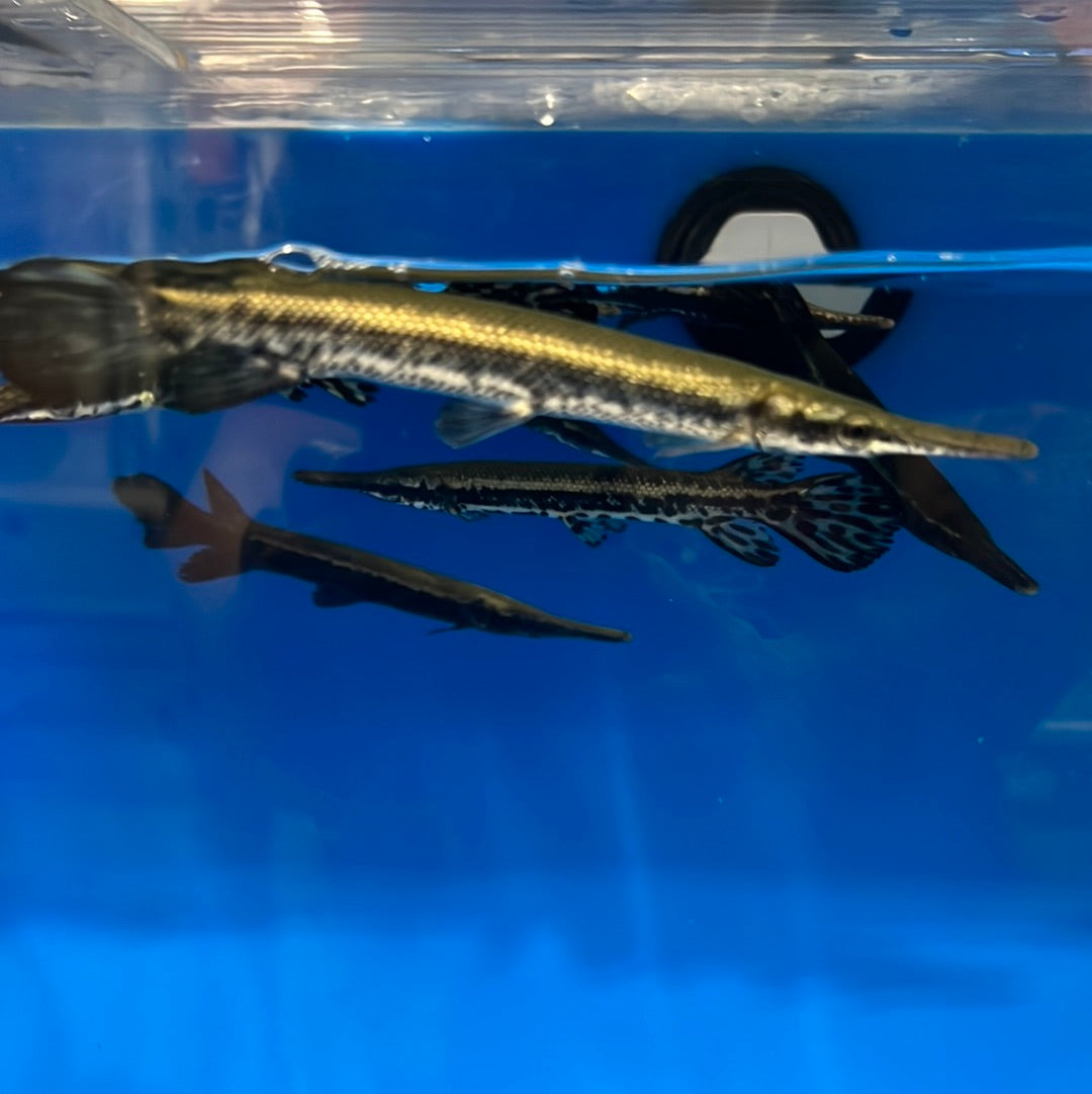 Cuban Gar (Atractosteus tristoechus)