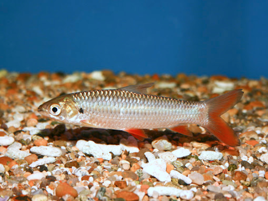 Golden Shark (Leptobarbus hoevenii)