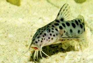Eyespot Synodontis Catfish (Synodontis longirostris)