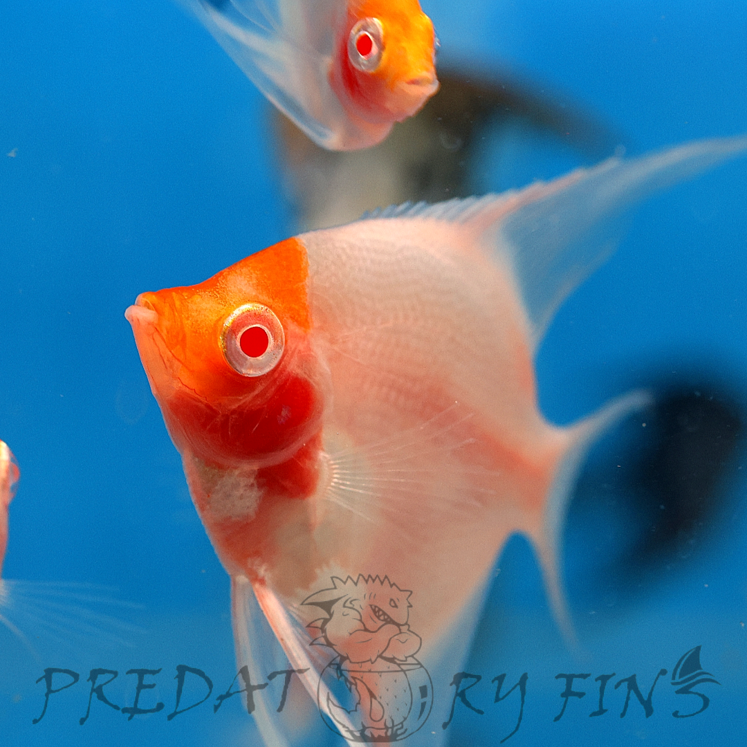 Albino Red Cap Angelfish (Pterophyllum scalare)