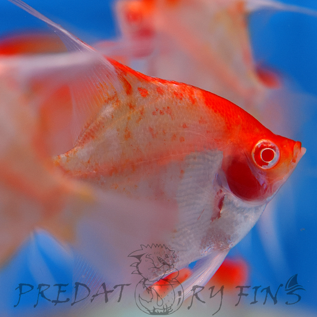 Albino Red Cap Angelfish (Pterophyllum scalare)