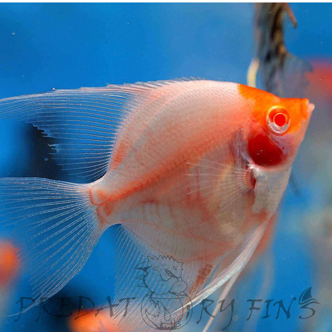Albino Red Cap Angelfish (Pterophyllum scalare)